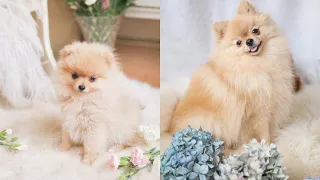 Our Pomeranian from 4 weeks to 3 years - Cute Compilation | Katie KALANCHOE