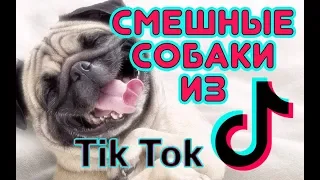 Смешные СОБАКИ из Tik Tok / Funny DOG from Tik Tok