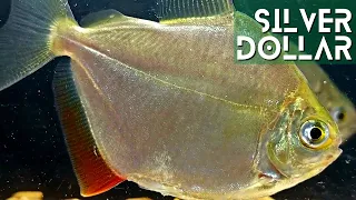 Everything You Need to Know About Silver Dollar Fish (Metynnis argenteus)