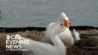 Iowa cemetery takes out personal ad for goose whose mate died