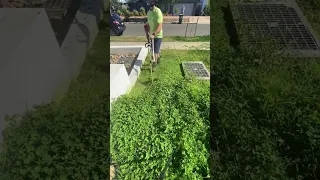 All Lawns Will Be Clover Lawns by 2025