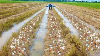 A fisherman meet lots of eggs And snails at rice field After rainy