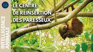 Le coin de paradis des paresseux | IA