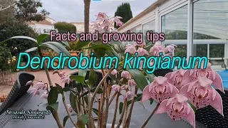 DENDROBIUM KINGIANUM update w/ GROWING TIPS 🌺🌺 LEGENDAS em PORTUGUÊS