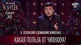 Какая польза от Чихуахуа? - В. Зеленский о домашних животных | Вечерний Киев 2016