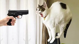 You Laugh You Lose 🤣 Funniest Cats and Dogs 2023 😸🐶 Part 24