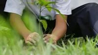 Planting trees to preserve the environment