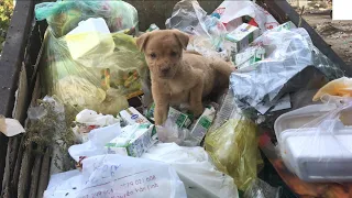 Rescue the puppy that has been wandering around in the landfill