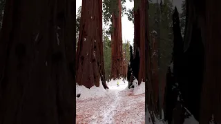 Finding the Biggest Trees in the World 🤯 #nationalpark #sequoianationalpark #californiaroadtrip