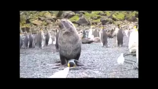 Fur Seal raping a penguin | Морской котик насилует пингвина
