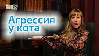 Агрессия у кота – 3 причины. Что делать, как успокоить кота?