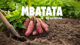 Mbatata Mb Kachikena Directed By Oxpart Official Music Video
