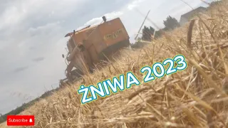 🌾Polskie Żniwa 2023🌾 Z Królem 👑 BIZONEM 👑 BIZON idzie jak dzik‼️🔥🔥 #bizon #żniwa  #rolnictwo