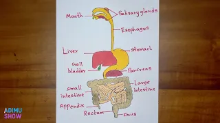 How to Draw Diagram of Human Digestive System and Label the Parts | Step by Step Drawing Tutorial