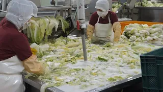 Various kimchi mass production process in amazing Korean kimchi factory - Food Factory