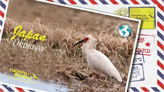 Tropical Birding Virtual Birding Tour of Japan's southern islands by Charley Hesse