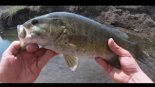 Hammering Smallmouth Bass in Wisconsin