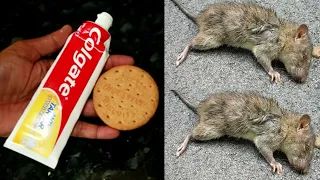 Colgate & Biscuit | How To Kill Rats Within 10 minutes || Home Remedy ||Magic Ingredient | Mr. Maker