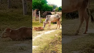 Ek ma apne bachche ko pyar karti huyi #cow #child #love #viral #baby #shorts