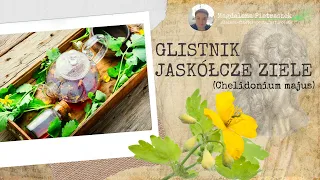 Glistnik jaskółcze ziele (Chelidonium majus) - Zdrowotne Tajemnice Niepozornego Chwasta!