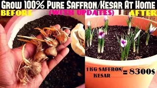 Grow 100% Pure Saffron/Kesar At Home- Easiest Way (With Updates)