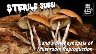 How Do Mushrooms Reproduce? or "Sterile Subs To Blow Your Mind"