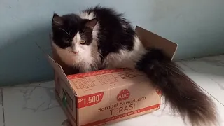 Fluffy cats playing with box