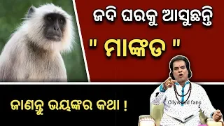 ( ମାଙ୍କଡ ) ଜଦି ଘରକୁ ଆସୁଛନ୍ତି - ଜାଣନ୍ତୁ ଭୟଙ୍କର କଥା | ଜଲଦି ଦେଖନ୍ତୁ | Odia bayagita vastu tips 2019