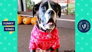 TRY NOT TO LAUGH - Funny Animals & Pet Videos | November 2018