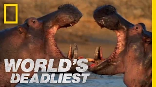 Hippo vs. Hippo | World's Deadliest