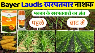 Laudis Herbicide | Bayer Laudis | makka kharpatvar nashak | tembotrione | Corn weed control 🌽🌽