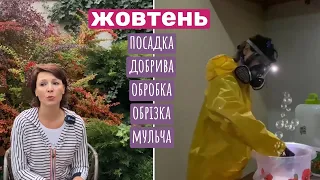 Це я роблю в ЖОВТНІ: посадка, мульча, підживка, обрізка. Отримала подарунки🎁