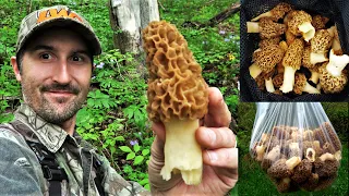 MOREL MUSHROOM HUNTING GUIDE 2024 + HOW TO FIND MORELS & SLIPPERY ELM TREES + TIPS & SECRETS