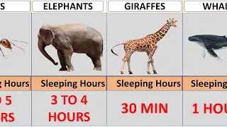 Animals Extreme Sleeping Hours || COMPARISON