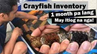 Australian red Claw | ARC | Crayfish Farming Philippines | May itlog na | Backyard Farming