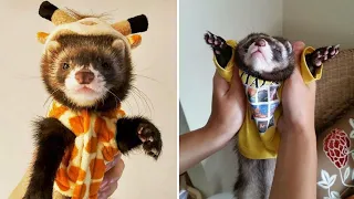 Super Funny Ferrets Videos - Don't Try To Hold Back Laughter | Cool Pets