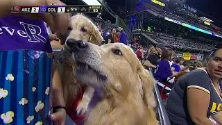 Dogs feast on popcorn in the stands