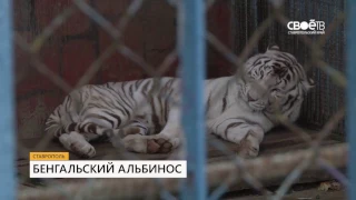 Бенгальский тигр альбинос появился в ставропольском зоопарке