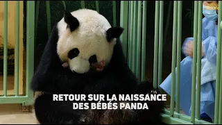 2 bébés panda sont nés au ZooParc de Beauval !