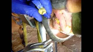 Equine dentistry:  Removing tartar from canine teeth