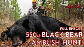 Monster Black Bear Ambush w/ Dogs!! | Red Arrow