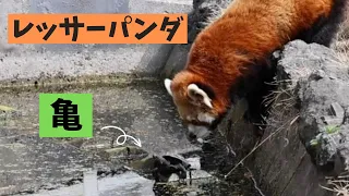 亀と出会ったレッサーパンダ