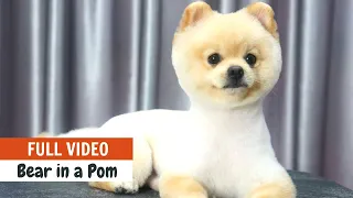 Asian Fusion BEAR IN A POMERANIAN Full Grooming (Full Version WITH GROOMING TIPS) | ASIAN CUTE DOGS