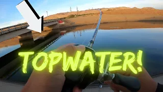 Topwater Season?!?! | CA Aqueduct Striper Fishing | Delta Mendota Canal