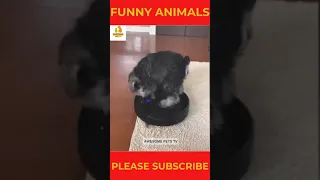 Funny Animal Videos 2023 || Funny Dogs || Funny Cats  #shorts #shortsfeed #short #funnyanimals #cute
