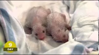 Watch them grow! Atlanta Zoo pandas' first 25 days of life