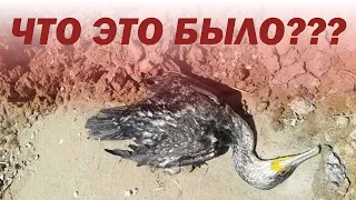 Экологическая катастрофа в Геленджике ?!