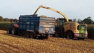 2023 brand new,krone bigx,just under 1000hp harvesting  maize.in Norfolk