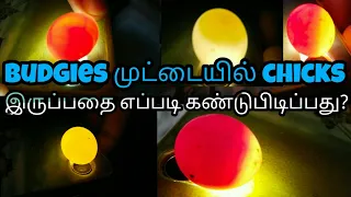 Budgies egg candling in தமிழ்