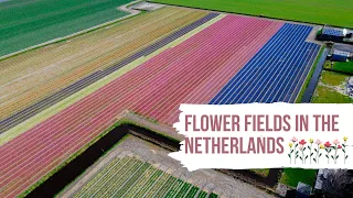 Hyacinths and daffodils fields || Blooming season in the Netherlands 2021🌼